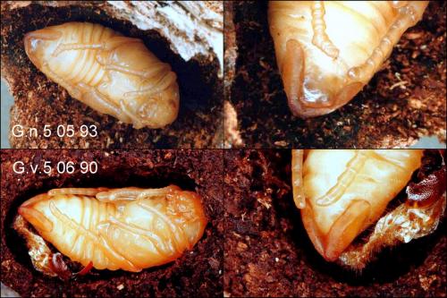 Gnorimus divers