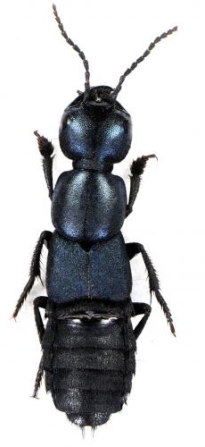 Ocypus ophthalmicus