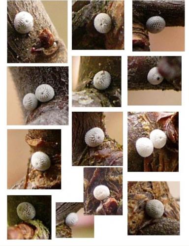 Thecla betulae