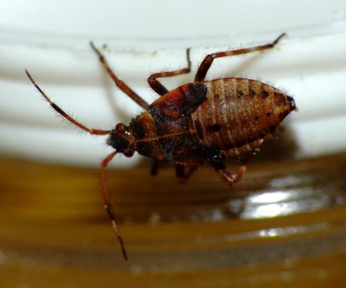 Réf. 65 126 : Deraeocoris olivaceus
