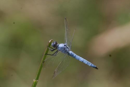 Réf. 65 095 : Orthetrum brunneum