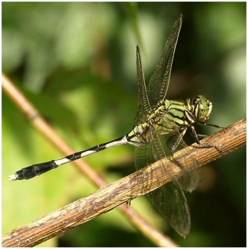 Orthetrum sabina