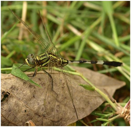 Orthetrum sabina