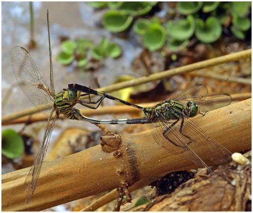 Réf. 65 666 : Orthetrum sabina