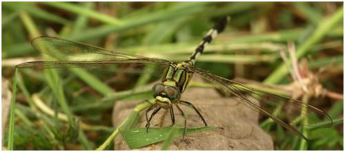 Orthetrum sabina