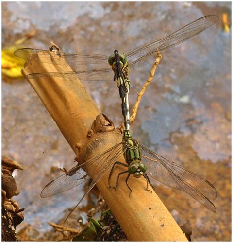 Orthetrum sabina