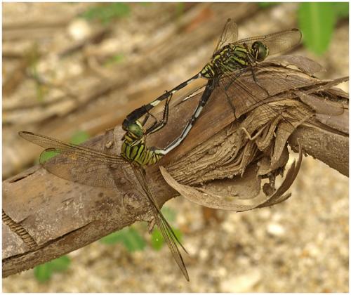 Orthetrum sabina