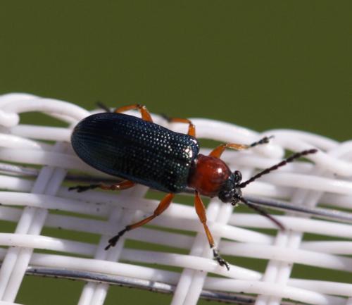 Réf. 65 871 : Oulema sp.