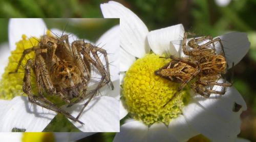 Oxyopes heterophthalmus