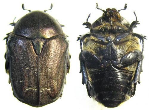 Netocia araratica