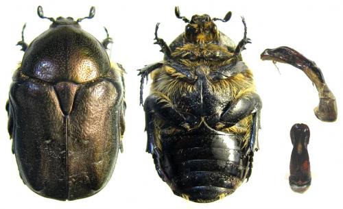 Réf. 65 740 : Netocia araratica