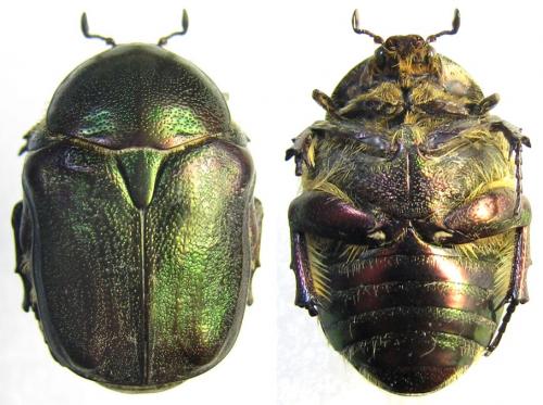 Netocia araratica