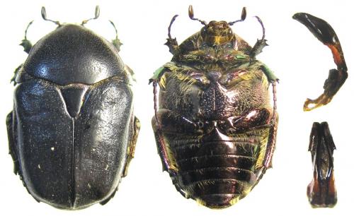 Protaetia ungarica inderiensis