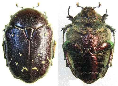 Protaetia ungarica sibirica