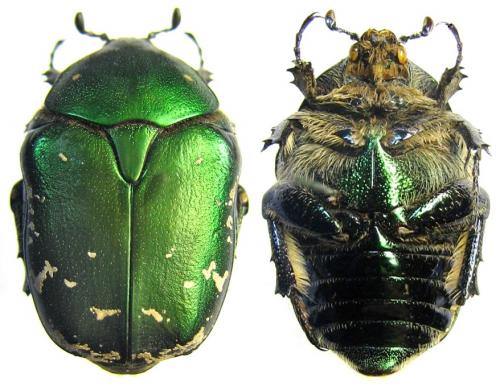 Protaetia ungarica inderiensis
