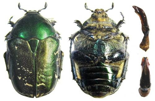 Réf. 65 749 : Protaetia ungarica