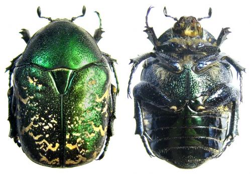 Réf. 65 750 : Protaetia ungarica