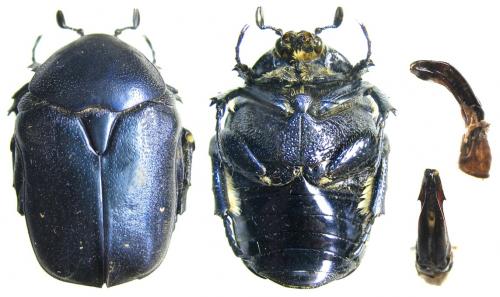 Protaetia ungarica auliensis