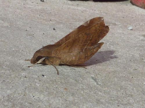 Temnora fumosa