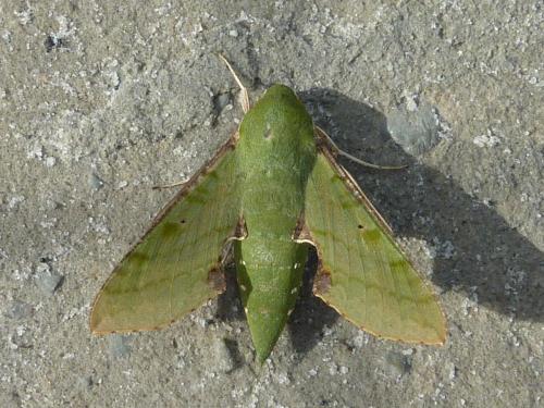 Basiothia medea