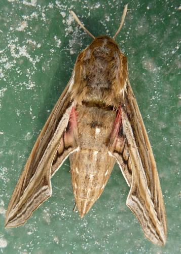 Réf. 65 432 : Hippotion celerio
