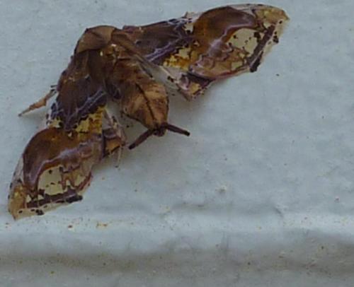 Caligatus angasii