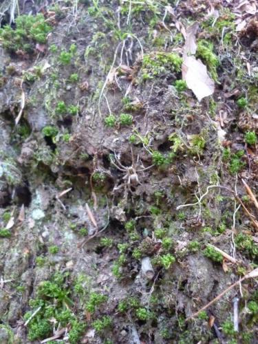 Réf. 65 420 : Pisaura mirabilis
