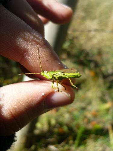 Réf. 65 172 : Chrysochraon dispar dispar