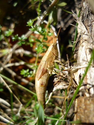 Chrysochraon dispar dispar
