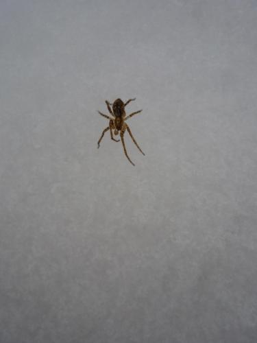 Réf. 65 404 : Anyphaena accentuata