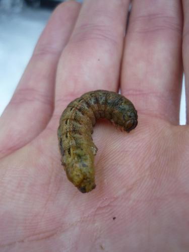Noctua pronuba
