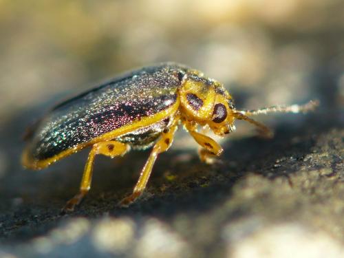 Xanthogaleruca luteola