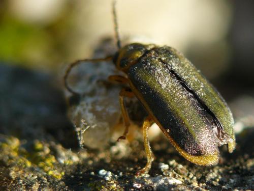 Xanthogaleruca luteola