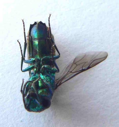 Chrysis sp.