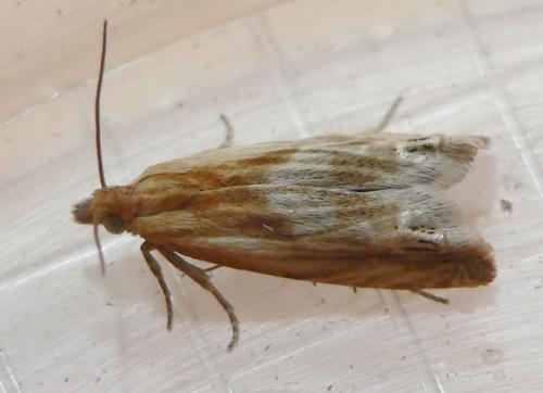 Réf. 65 669 : Eucosma sp.