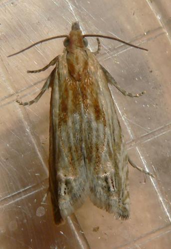 Eucosma sp.