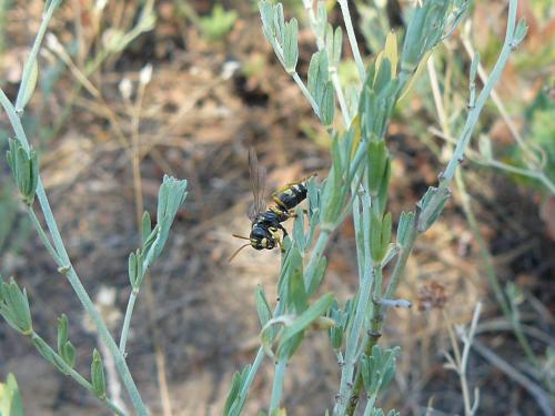 Réf. 65 945 : Gorytes quinquefasciatus
