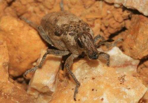 Pachycerus segnis