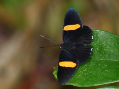 Panara phereclus