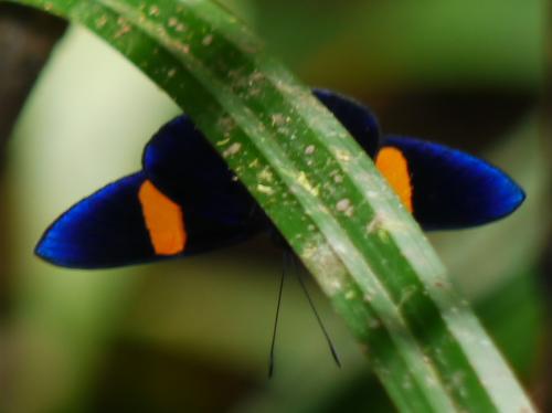 Panara phereclus