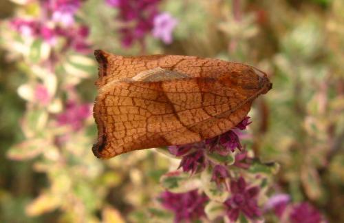 Réf. 65 948 : Archips podana