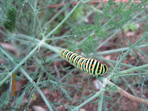 Papilio machaon