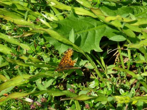 Boloria selene