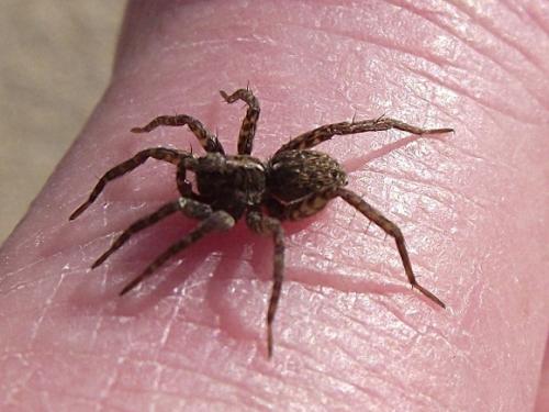 Pardosa sp.