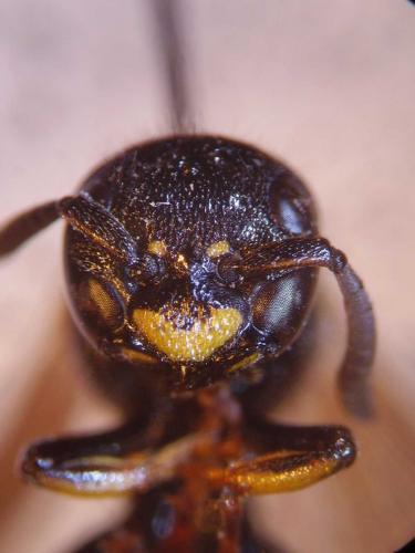 Discoelius dufourii