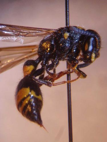 Discoelius dufourii