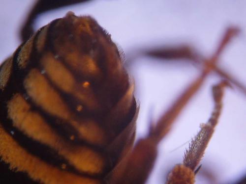 Réf. 65 005 : Epeolus tarsalis