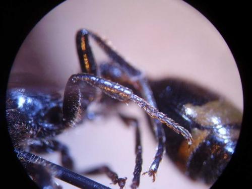 Discoelius zonalis
