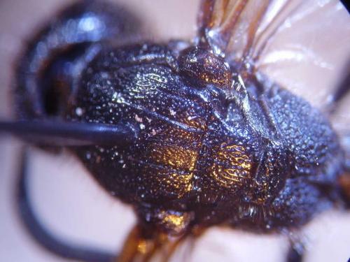 Réf. 65 140 : Discoelius zonalis