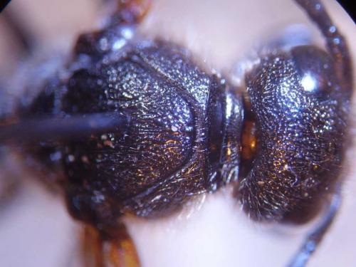 Discoelius zonalis